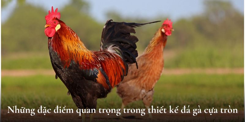 Những đặc điểm quan trọng trong thiết kế đá gà cựa tròn