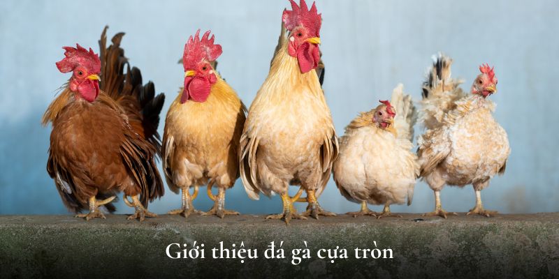 Giới thiệu đá gà cựa tròn